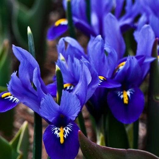 Луковица ирис ретикулата Гармония 5/+, 10 шт/уп 