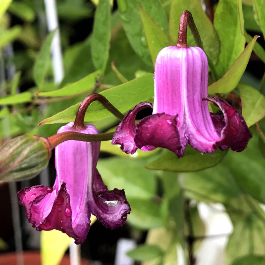 Клематис Принцесс Ред Р9 CL 