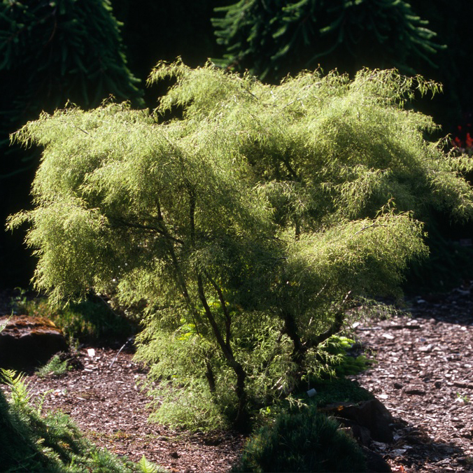 Береза повислая Трост Дварф c2 cH 