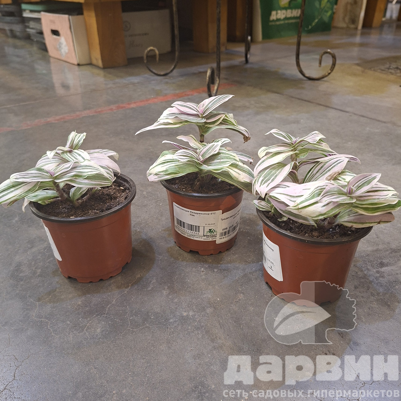 Традесканция Квадриколор d12 Tim 