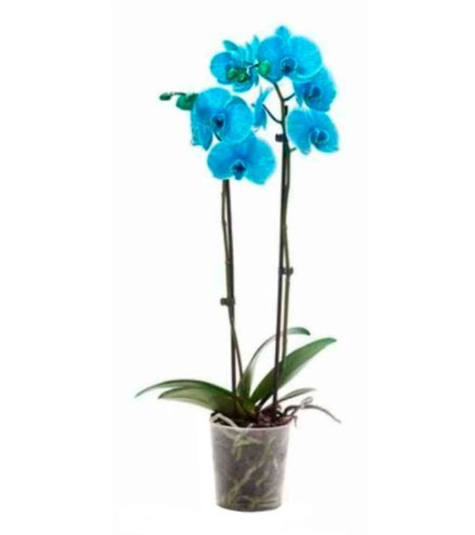 Орхидея синий 1 ветка d12 h60 