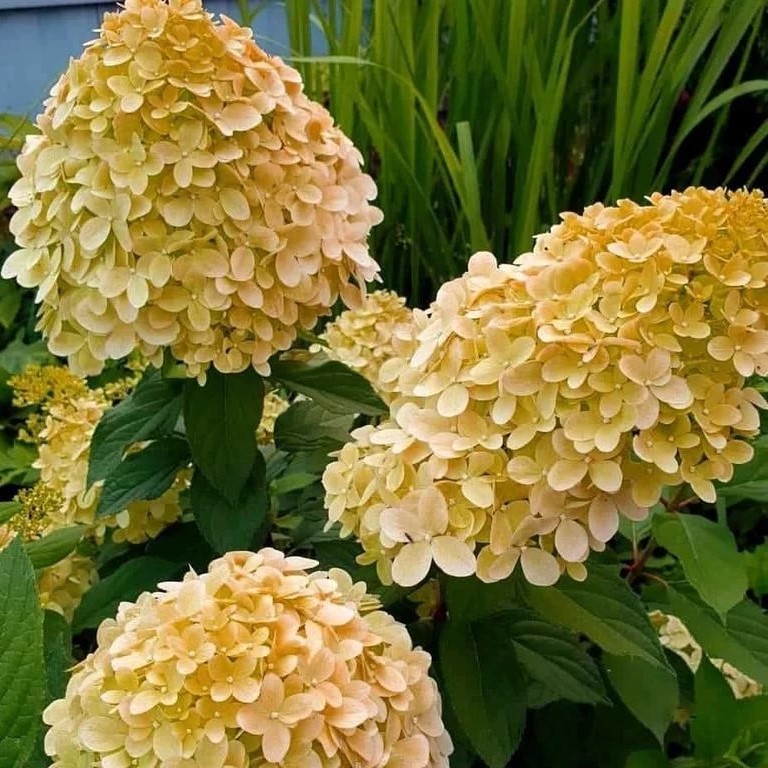 Гортензия метельчатая Коттон Крим v3 Lav 