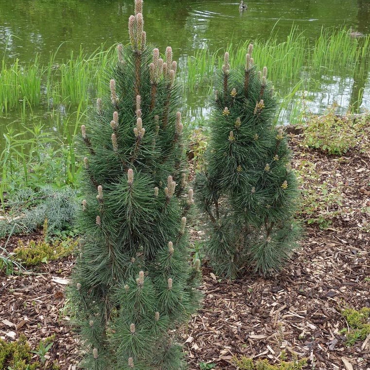 Растение сосна черная Комет 50-60 см С7,5, Mt 