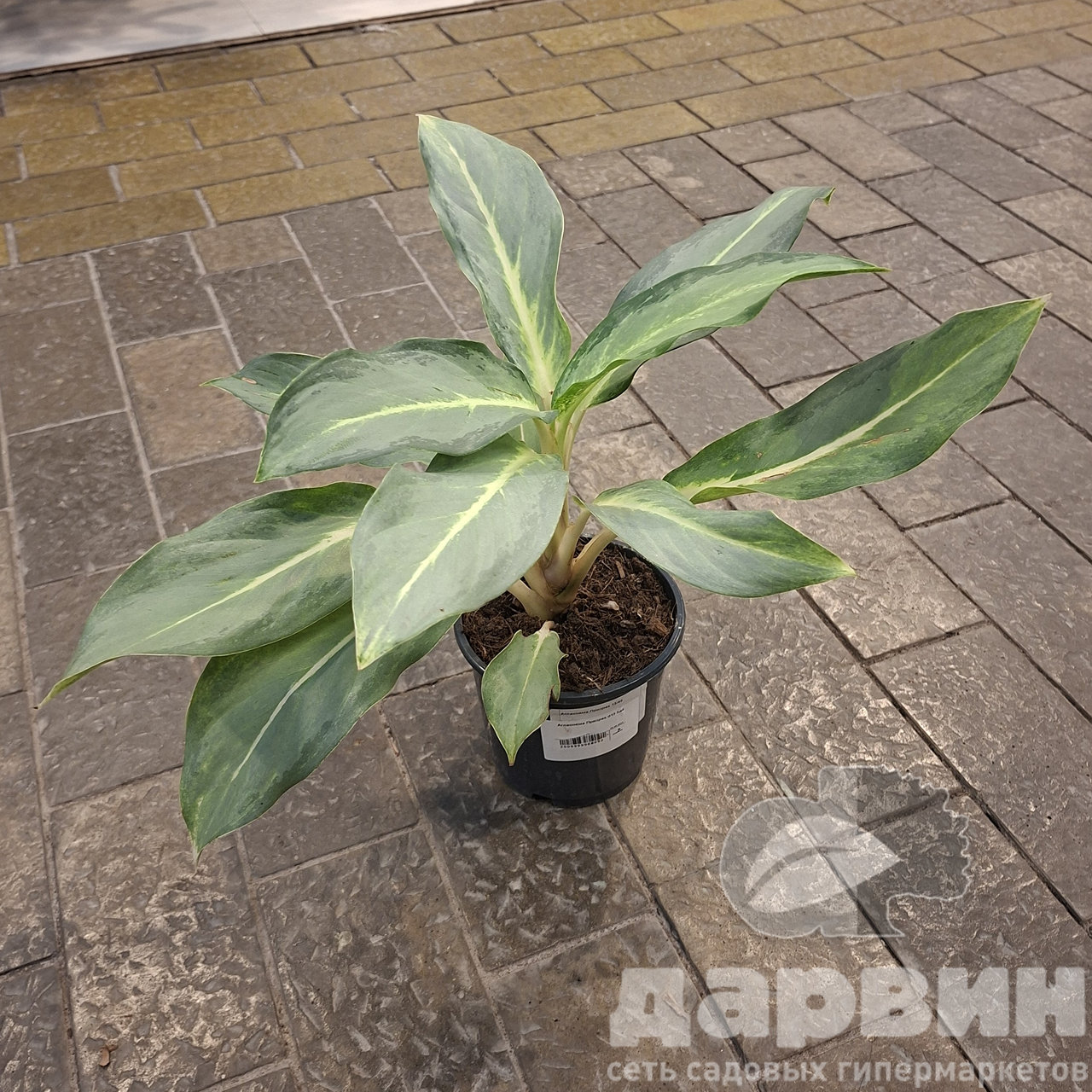 Аглаонема Призрак d13 h40 