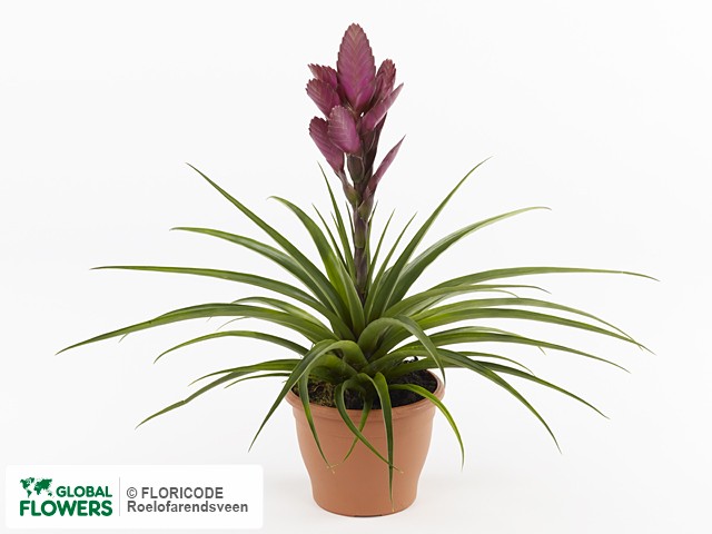 Тилландсия Амира d12 h40 