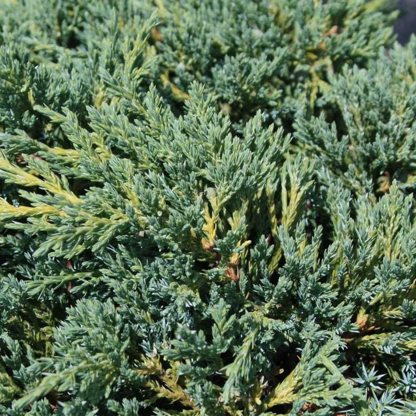 Растение можжевельник чешуйчатый Блю Компакт Р26, 50-60см Tw8 