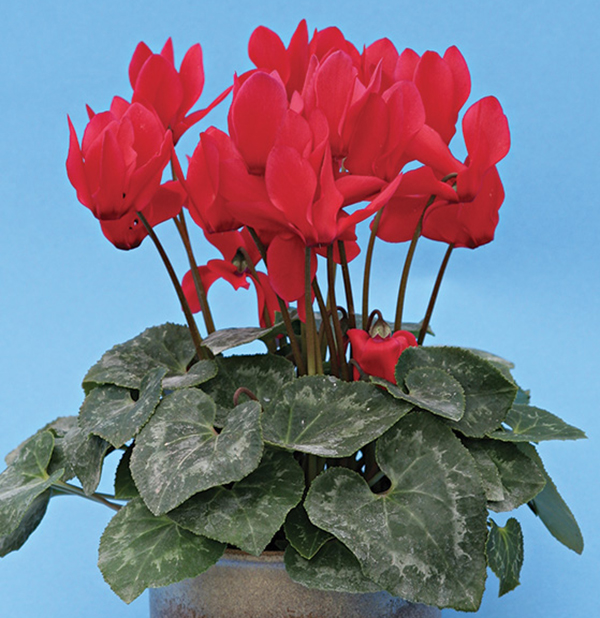 Цикламен персидский Габи d12 Tim 