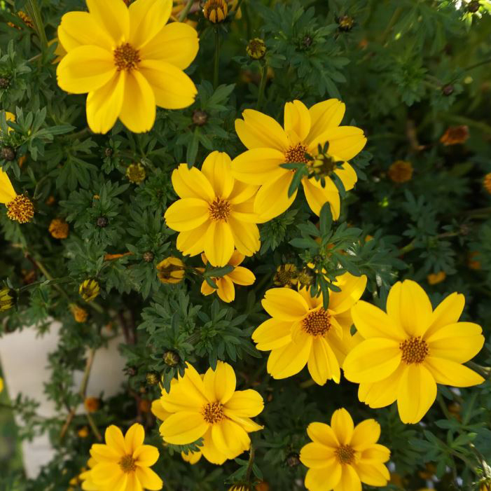 Биденс ампельный Гигант желтый D23 ПВ 