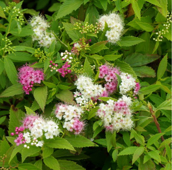 Спирея японская Генпей Широбана С2 ЦО 