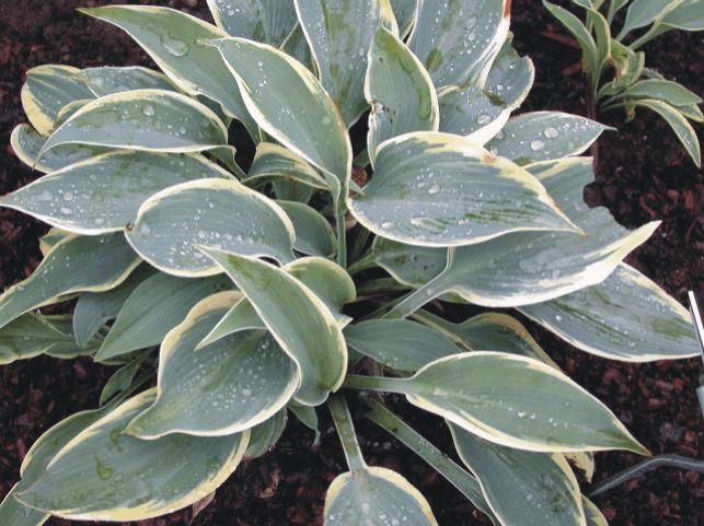 Хоста Слипинг бьюти Tim 