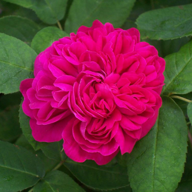 Роза плетистая Роуз де Решт v5 Dem 