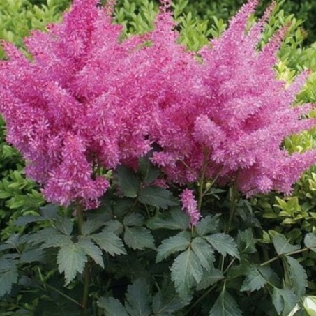 Астильба Ритм энд Бит v2 Tim 