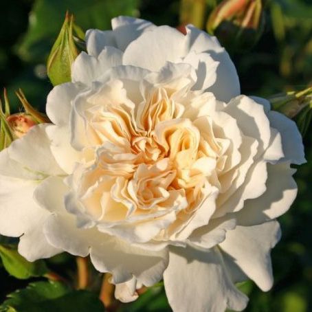 Роза флорибунда Петикоа с5, Tim 