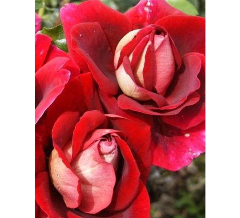 Роза чайно гибридная Кроненбург в коробке AV 