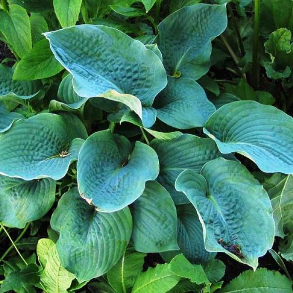 Хоста Зибольда Элеганс Р9 