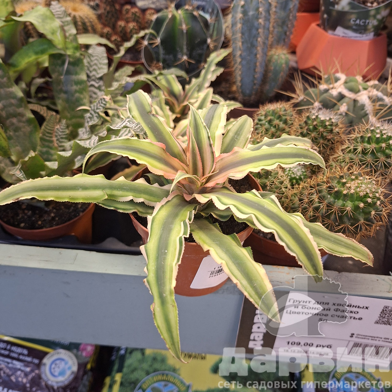 Криптантус d8,5 