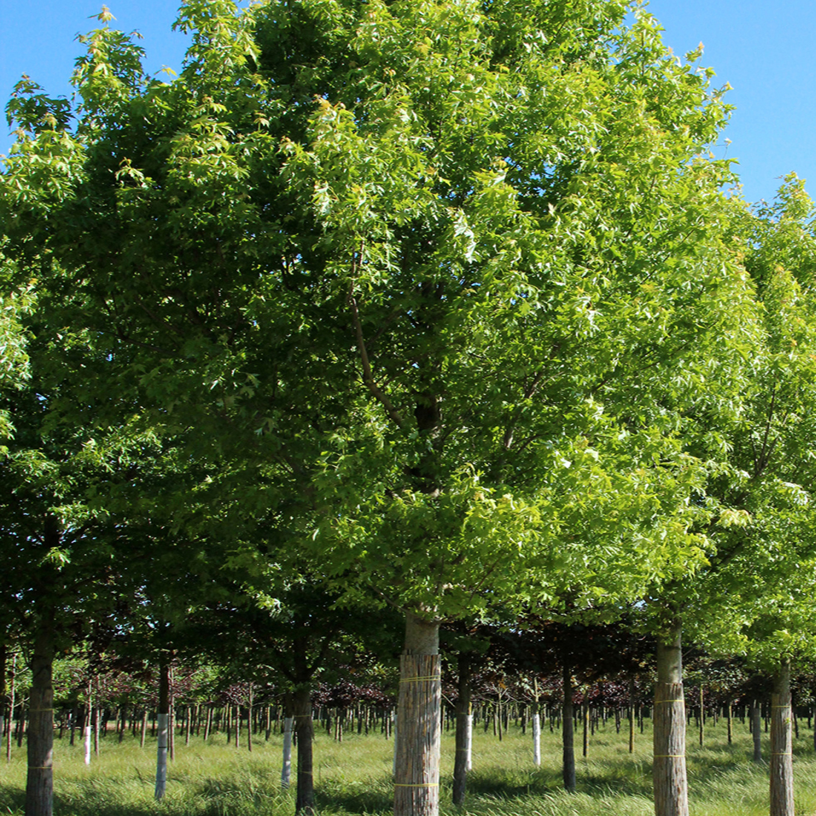 Клён серебристый Пирамидалис v3-5 Tim 