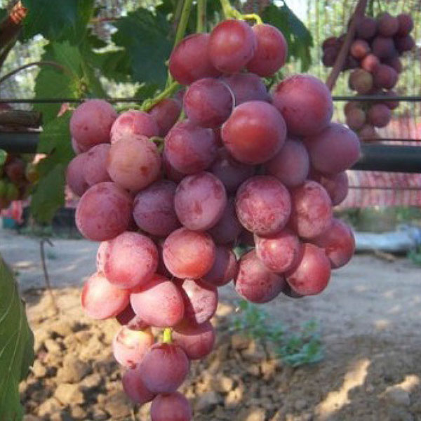 Виноград плодовый Воевода розовый в коробке, Tim 