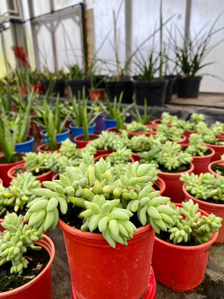 Седум Буррито d11 Tim 