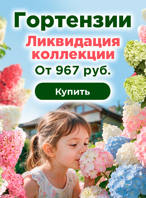 Гортензия для сада