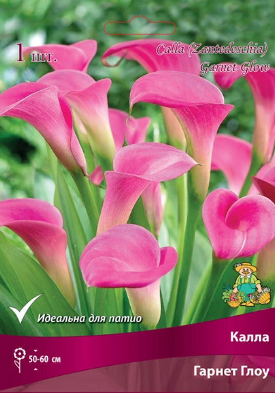 Клубень Калла Гарнет Глоу  14/16 1шт. Поиск 