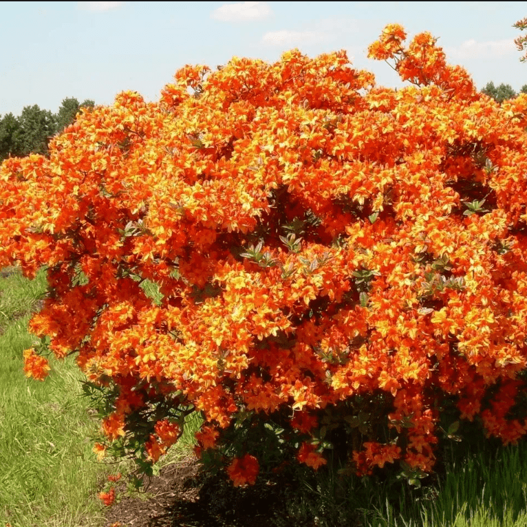 Азалия гибридная Клондайк c5 