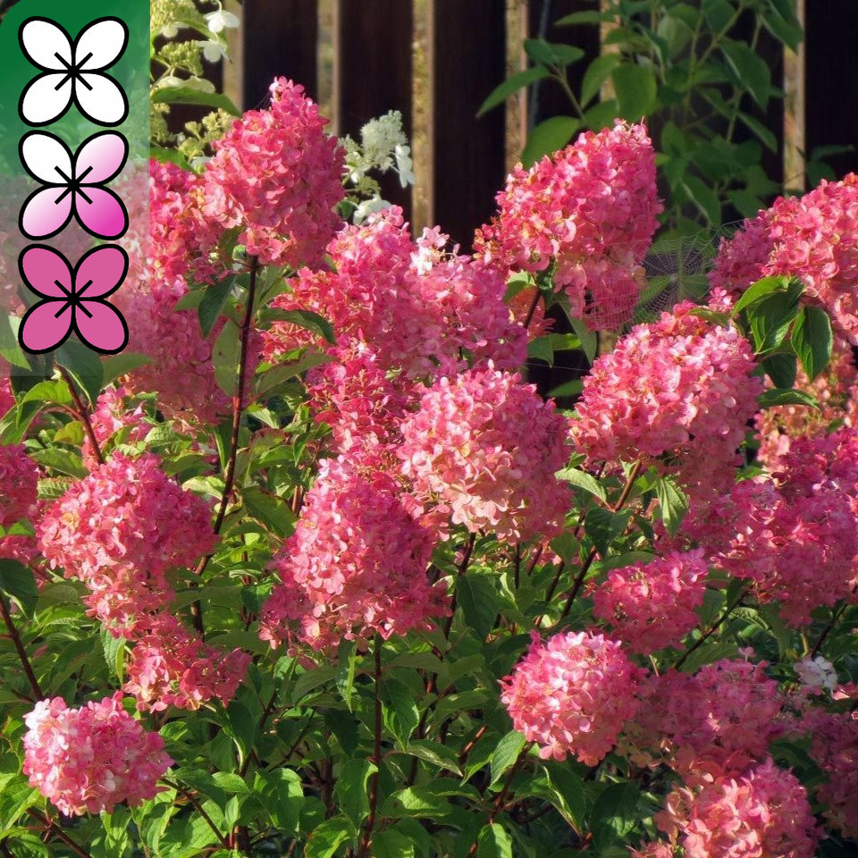 Гортензия метельчатая Фрейз Мельба С20 штамб 100см YP 