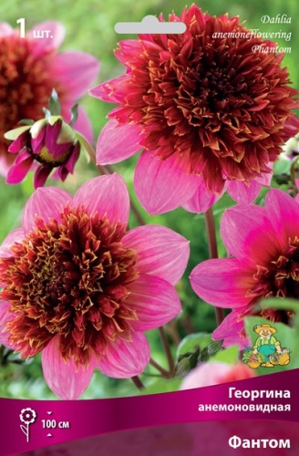 Клубень Георгина анемоновидная Фантом I 1шт Поиск 