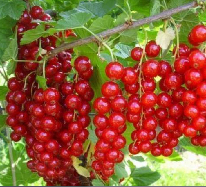 Смородина красная Йонкер Ван Тетс С5 FD 