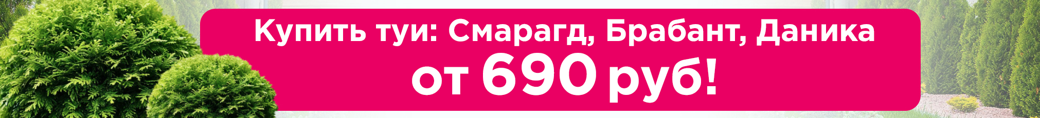 Туи