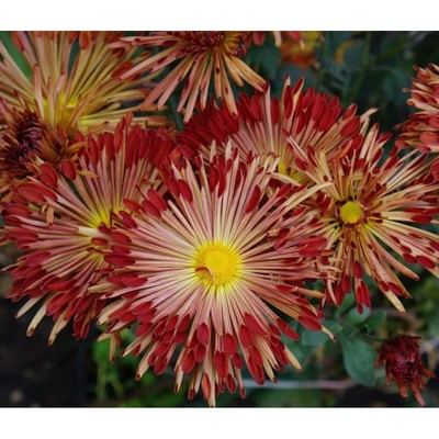 Корневище Хризантема корейская Салют 1 шт Поиск 