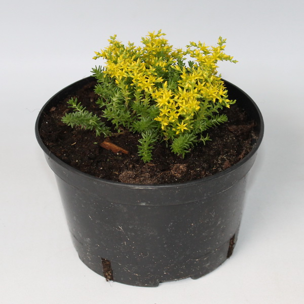 Очиток едкий конт 1,5-2л Les 