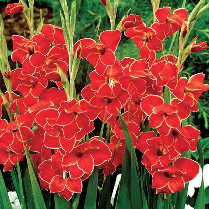 Луковица НВМ Гладиолус Мини Атом 9/+ 5шт 