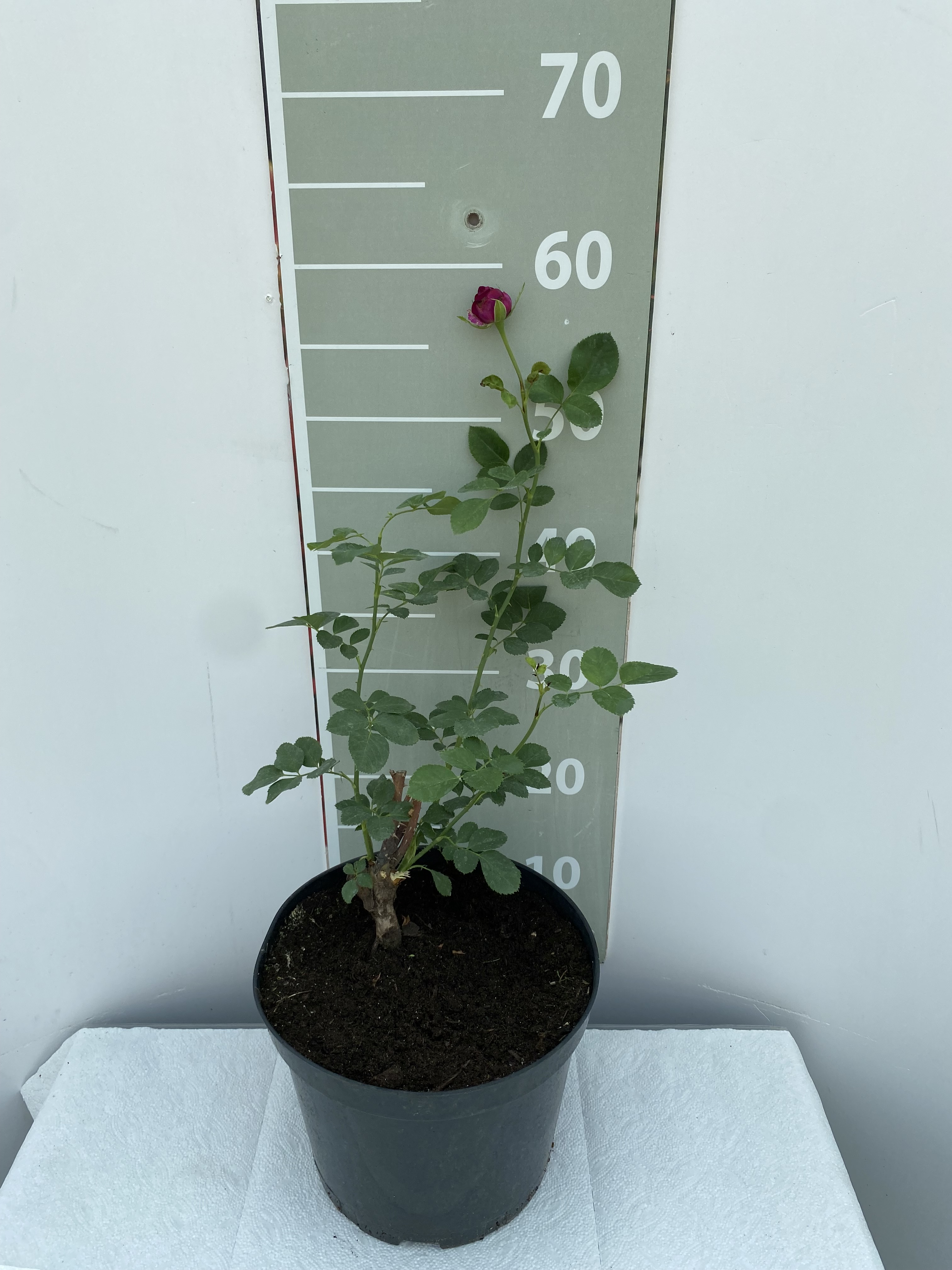 Роза чайно-гибридная Парфюм де Рев v5 Lav 