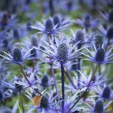 Синеголовник плосколистный Блу Хоббит (С3) ЦО 