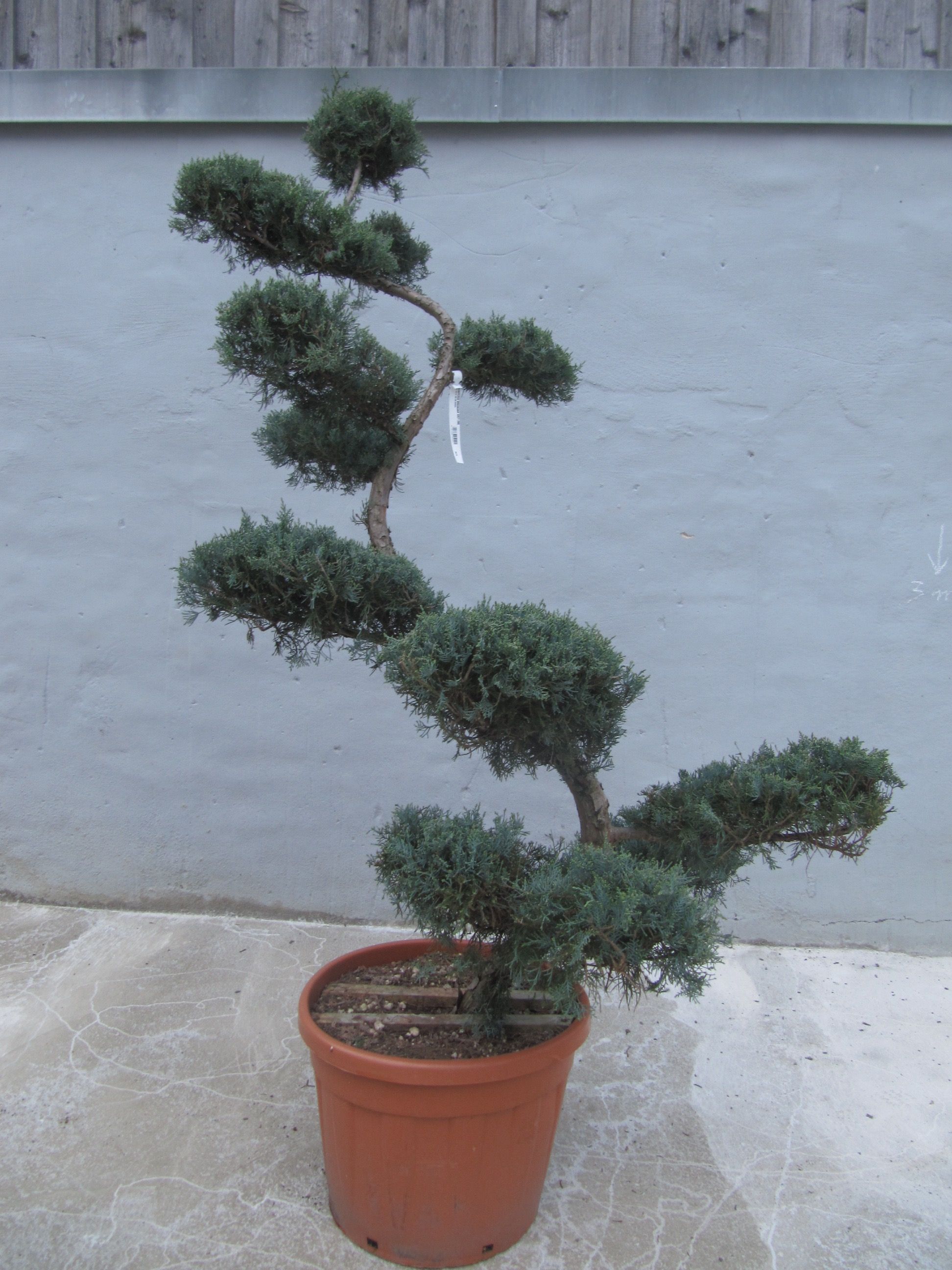 Можжвельник виргинский Грей Оул v15 80 Bonsai Tw 