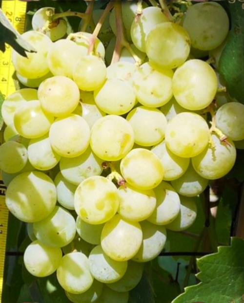 Виноград плодовый Кеша, желтый v5 Tim 