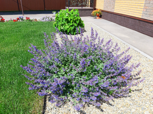 Котовник кистевидный Феликс v2 Tim 