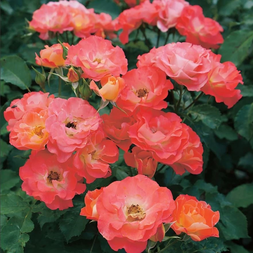 Роза флорибунда Коралл Риф v5 Lav 