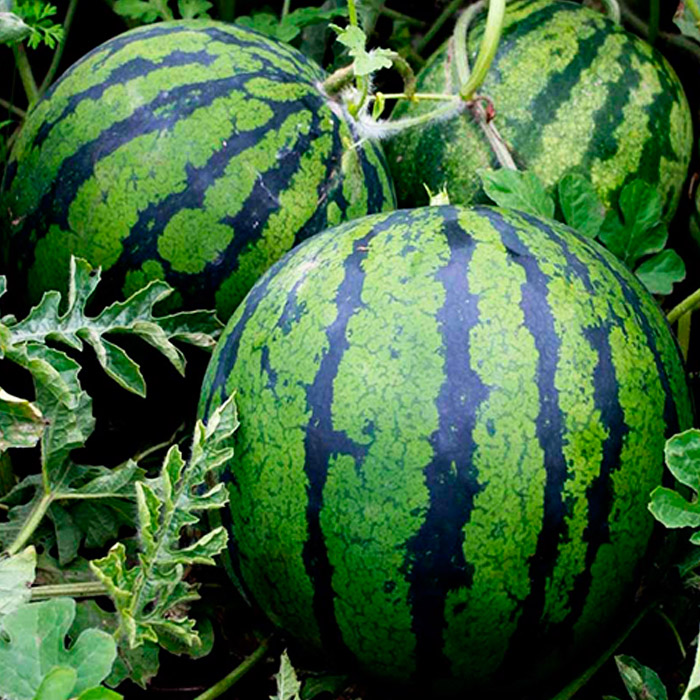 Рассада Арбуз в асс, Р9 ЕГ по цене  Рассада Арбуз в асс, Р9 ЕГ