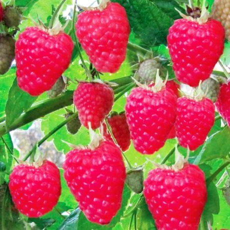 Малина ремонтантная в сортах 2-х летка Р11 