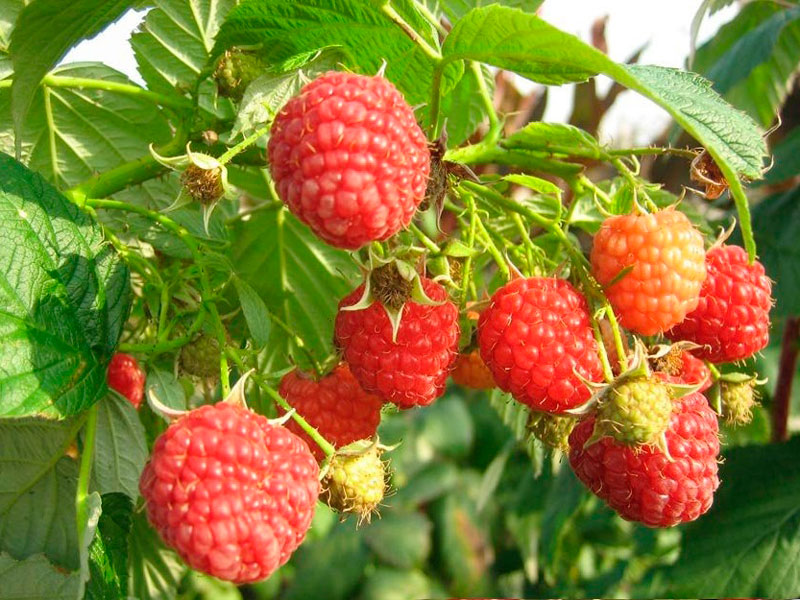 Малина ремонтантная Таганка красн v2 Tim 