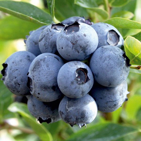 Голубика садовая Дюк C2 