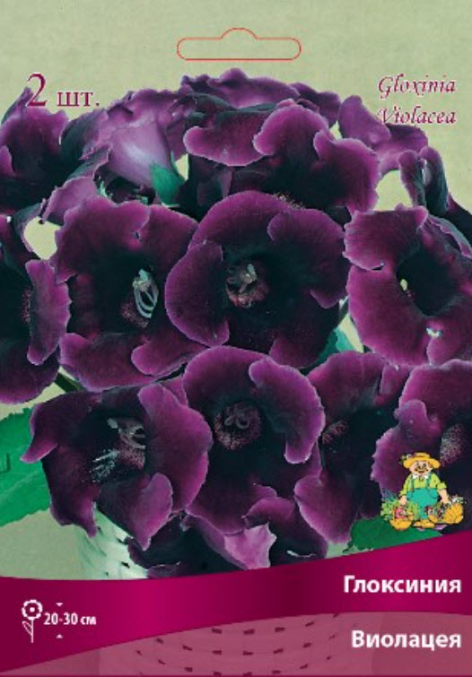 Клубень Глоксиния Виолацея  4/5 2шт. Поиск 
