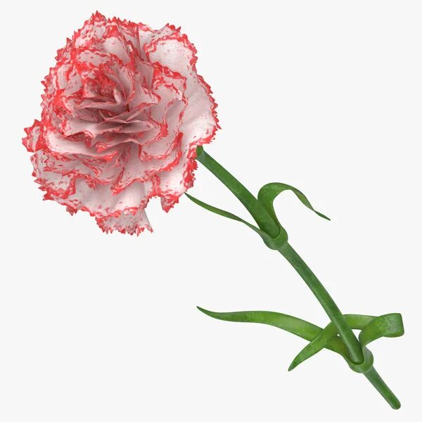 Гвоздика, розовый/белый 48см по цене 