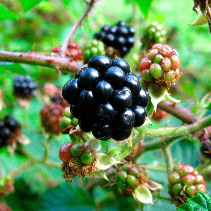 Ежевика Блэк Бьюти v2 Tim 