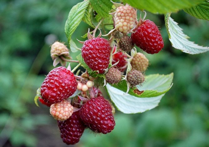 Малина Красная Королева красн v1 Tim по цене  Малина Красная Королева красн v1 Tim