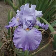 Ирис сибирский Вавилон v2 Tim 