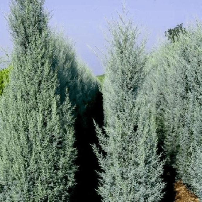 Кипарис аризонский Фастигиата v5 Lav 