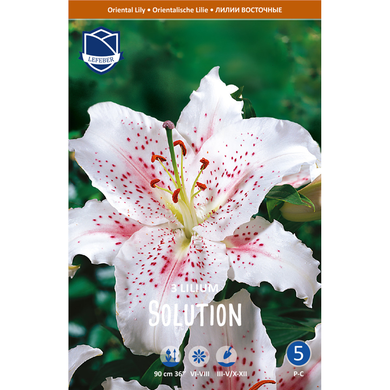Луковица Лилия восточная Солюшн 16/18 3шт 